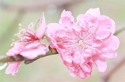 招桃花物品|龙吟师傅：9种能够旺桃花运的风水用品